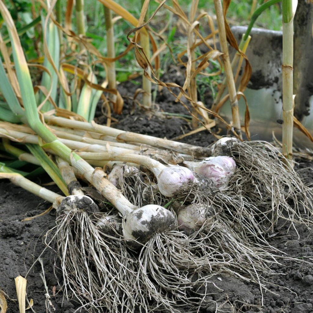 Knoblauch