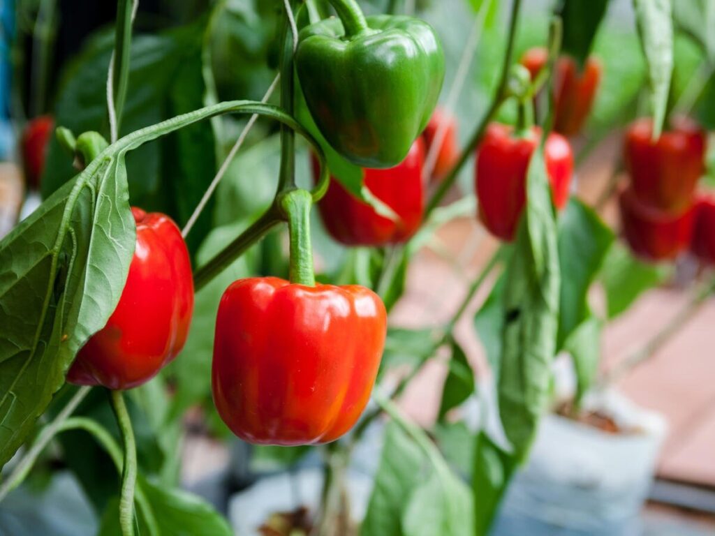 Paprika