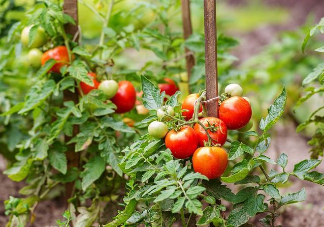 Tomaten